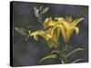 Yellow Lilies-Jeffrey Hoff-Stretched Canvas