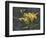 Yellow Lilies-Jeffrey Hoff-Framed Premium Giclee Print