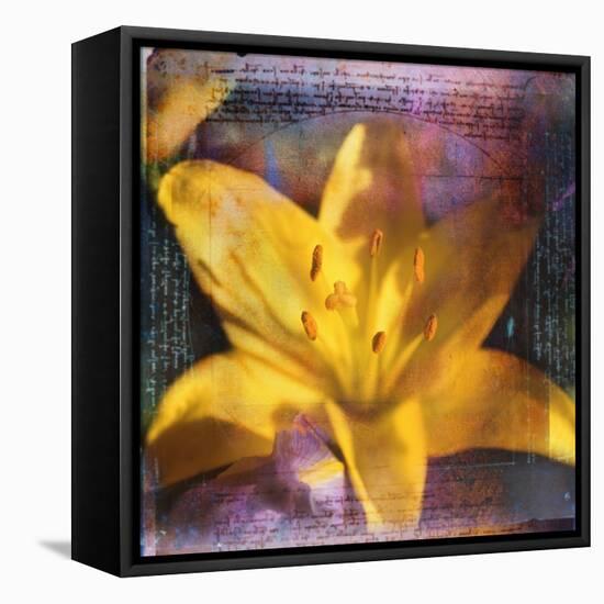 Yellow Lily and Text-Colin Anderson-Framed Stretched Canvas