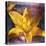 Yellow Lily and Text-Colin Anderson-Stretched Canvas