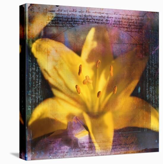 Yellow Lily and Text-Colin Anderson-Stretched Canvas