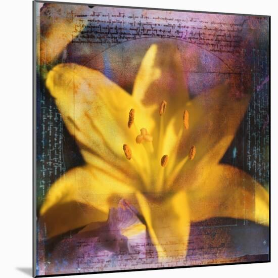 Yellow Lily and Text-Colin Anderson-Mounted Photographic Print