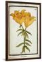Yellow Lily, C.1700-null-Framed Giclee Print
