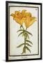 Yellow Lily, C.1700-null-Framed Giclee Print