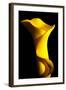 Yellow Lily-Tammy Putman-Framed Photographic Print