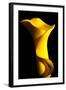 Yellow Lily-Tammy Putman-Framed Photographic Print