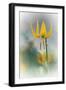 Yellow Lily-Ursula Abresch-Framed Photographic Print