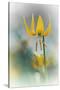 Yellow Lily-Ursula Abresch-Stretched Canvas
