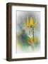 Yellow Lily-Ursula Abresch-Framed Photographic Print