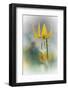 Yellow Lily-Ursula Abresch-Framed Photographic Print