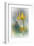 Yellow Lily-Ursula Abresch-Framed Photographic Print