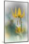 Yellow Lily-Ursula Abresch-Mounted Photographic Print