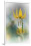 Yellow Lily-Ursula Abresch-Framed Photographic Print