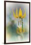 Yellow Lily-Ursula Abresch-Framed Photographic Print