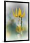 Yellow Lily-Ursula Abresch-Framed Photographic Print