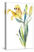 Yellow Lily-Lanie Loreth-Stretched Canvas