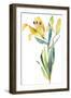 Yellow Lily-Lanie Loreth-Framed Art Print