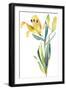 Yellow Lily-Lanie Loreth-Framed Art Print