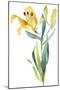 Yellow Lily-Lanie Loreth-Mounted Art Print