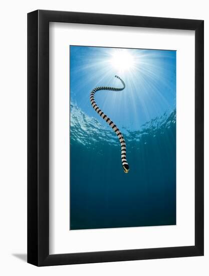 Yellow Lipped Sea Snake (Laticauda Colubrina) Dives Back Down To The Reef After Surfacing For Air-Alex Mustard-Framed Photographic Print