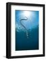 Yellow Lipped Sea Snake (Laticauda Colubrina) Dives Back Down To The Reef After Surfacing For Air-Alex Mustard-Framed Photographic Print