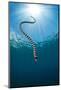 Yellow Lipped Sea Snake (Laticauda Colubrina) Dives Back Down To The Reef After Surfacing For Air-Alex Mustard-Mounted Photographic Print