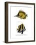 Yellow Longnose Butterflyfish-null-Framed Giclee Print