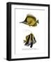 Yellow Longnose Butterflyfish-null-Framed Giclee Print