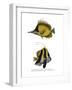 Yellow Longnose Butterflyfish-null-Framed Giclee Print