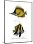 Yellow Longnose Butterflyfish-null-Mounted Giclee Print