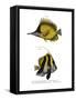Yellow Longnose Butterflyfish-null-Framed Stretched Canvas