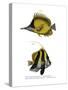 Yellow Longnose Butterflyfish-null-Stretched Canvas