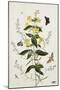 Yellow Loosestrife and Other Wild Flowers-Thomas Robins Jr-Mounted Giclee Print