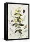 Yellow Loosestrife and Other Wild Flowers-Thomas Robins Jr-Framed Stretched Canvas