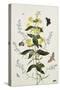 Yellow Loosestrife and Other Wild Flowers-Thomas Robins Jr-Stretched Canvas