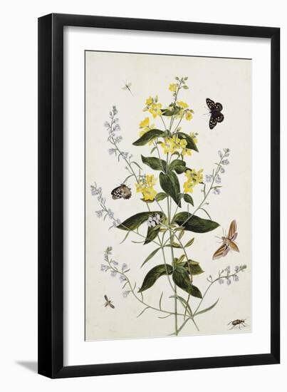 Yellow Loosestrife and Other Wild Flowers-Thomas Robins Jr-Framed Giclee Print