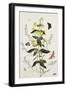 Yellow Loosestrife and Other Wild Flowers-Thomas Robins Jr-Framed Giclee Print