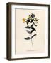 Yellow Loosestrife, C.1760-Georg Dionysius Ehret-Framed Premium Giclee Print