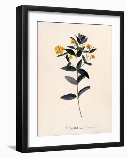 Yellow Loosestrife, C.1760-Georg Dionysius Ehret-Framed Premium Giclee Print