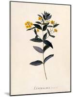 Yellow Loosestrife, C.1760-Georg Dionysius Ehret-Mounted Premium Giclee Print