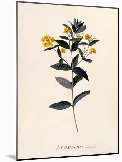 Yellow Loosestrife, C.1760-Georg Dionysius Ehret-Mounted Premium Giclee Print