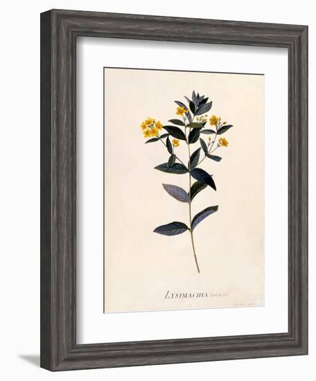 Yellow Loosestrife, C.1760-Georg Dionysius Ehret-Framed Giclee Print