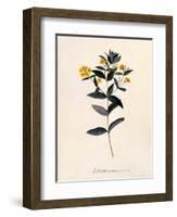 Yellow Loosestrife, C.1760-Georg Dionysius Ehret-Framed Giclee Print