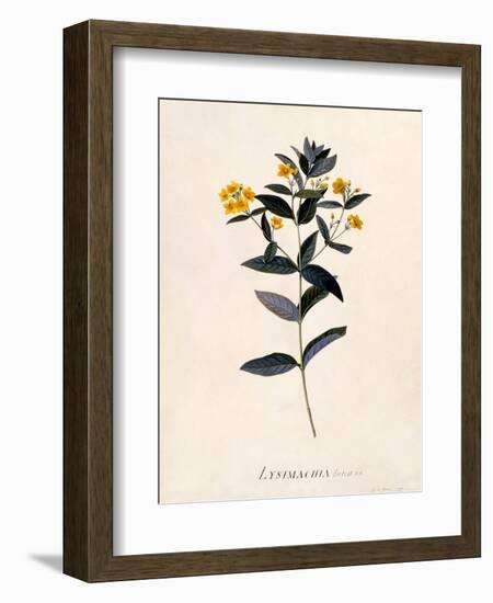 Yellow Loosestrife, C.1760-Georg Dionysius Ehret-Framed Giclee Print