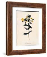 Yellow Loosestrife, C.1760-Georg Dionysius Ehret-Framed Giclee Print