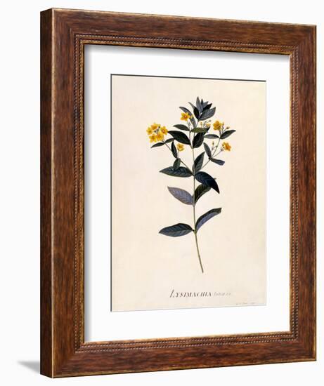 Yellow Loosestrife, C.1760-Georg Dionysius Ehret-Framed Giclee Print