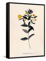 Yellow Loosestrife, C.1760-Georg Dionysius Ehret-Framed Stretched Canvas