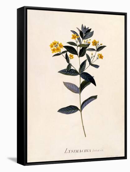 Yellow Loosestrife, C.1760-Georg Dionysius Ehret-Framed Stretched Canvas