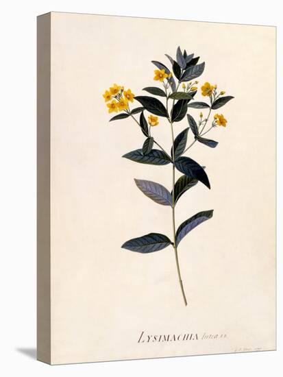 Yellow Loosestrife, C.1760-Georg Dionysius Ehret-Stretched Canvas