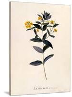 Yellow Loosestrife, C.1760-Georg Dionysius Ehret-Stretched Canvas